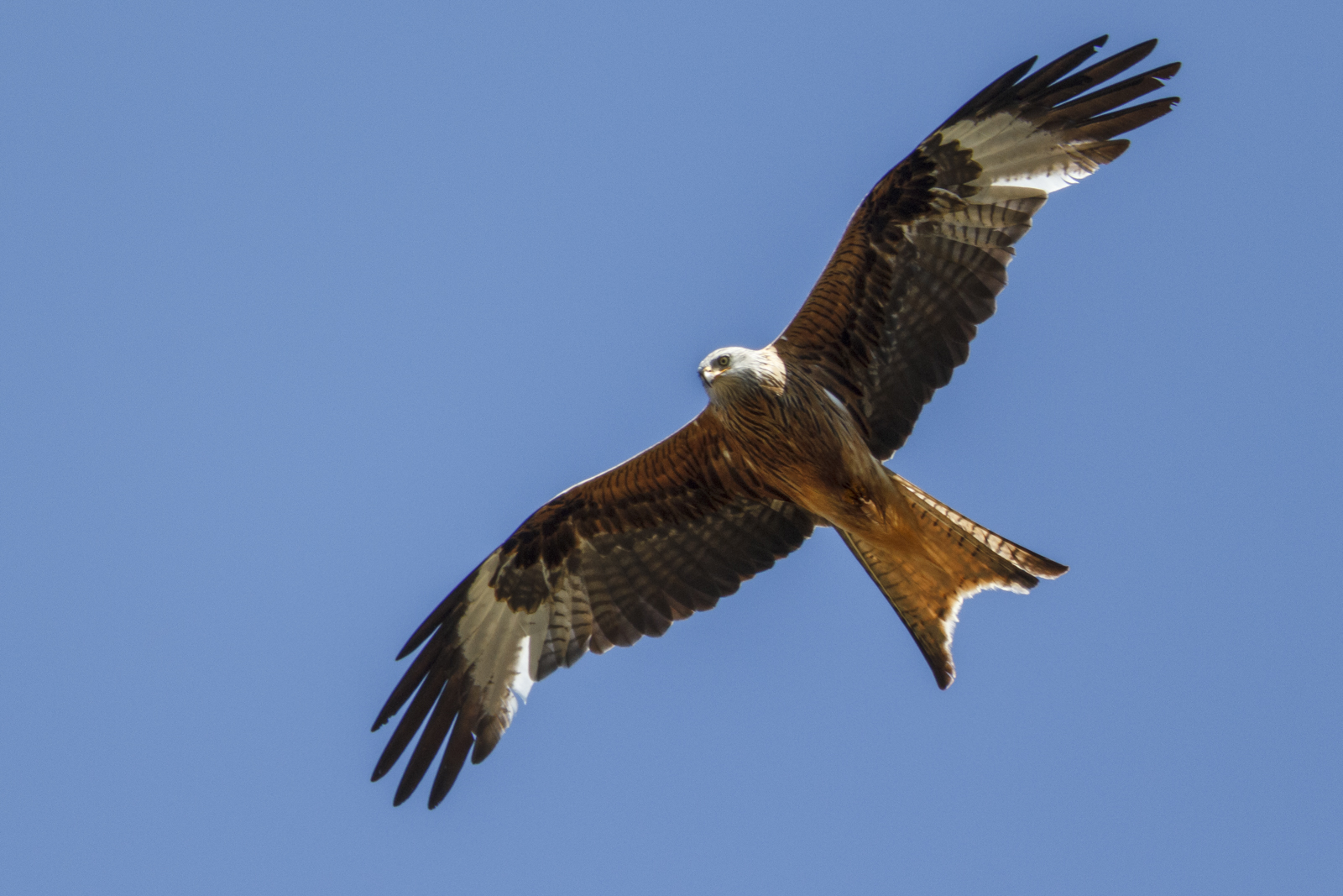 Comptage européen des dortoirs de milans royaux hivernants